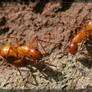 Ants 20D0048014