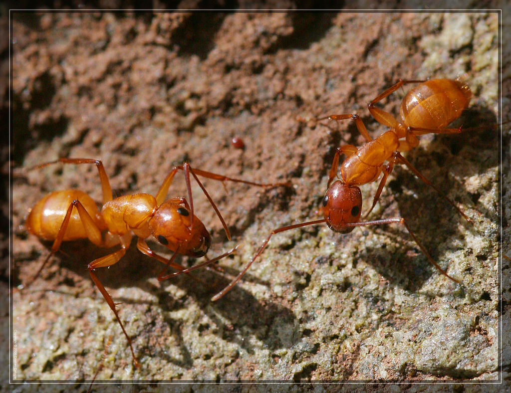 Ants 20D0048014