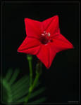 Star Glory 40D0024062 by Cristian-M