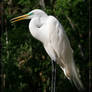 Great White Egret 20D0049728