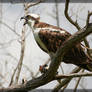 Osprey 20D0048639