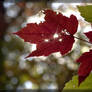 Maple leaves 40D0029527