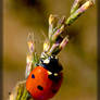 Seven-spot Ladybug 40D0029350