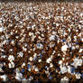 Cotton field 20D0051091