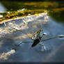 Water Strider 40D0000497