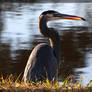 Great Blue Heron 40D0031867