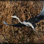 Great Blue Heron 40D0032582