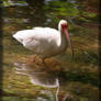 American White Ibis 20D0049518