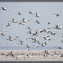 Tundra Swans 40D0033950