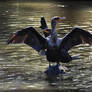 Cormorants 40D0032313