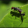 Ant queen 40D0017773