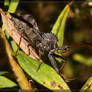 Wheel Bug 40D0030433