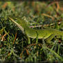 Green Anole 40D0027077