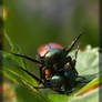 Japanese Beetles 40D0012214