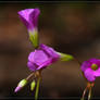 Violet Wood Sorrel 40D0038776