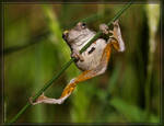 Gray Tree Frog 40D0039499 by Cristian-M