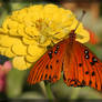 Gulf Fritillary 20D0037118