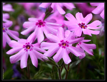 Phlox 40D0002646