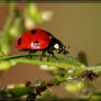 SevenSpot Ladybug 40D0029003