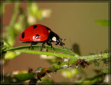 SevenSpot Ladybug 40D0029003