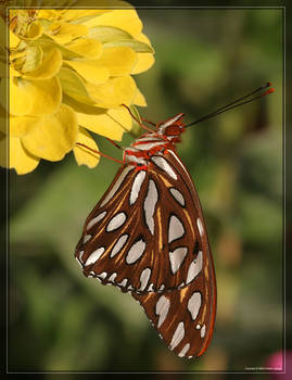 Gulf Fritillary 20D0037101