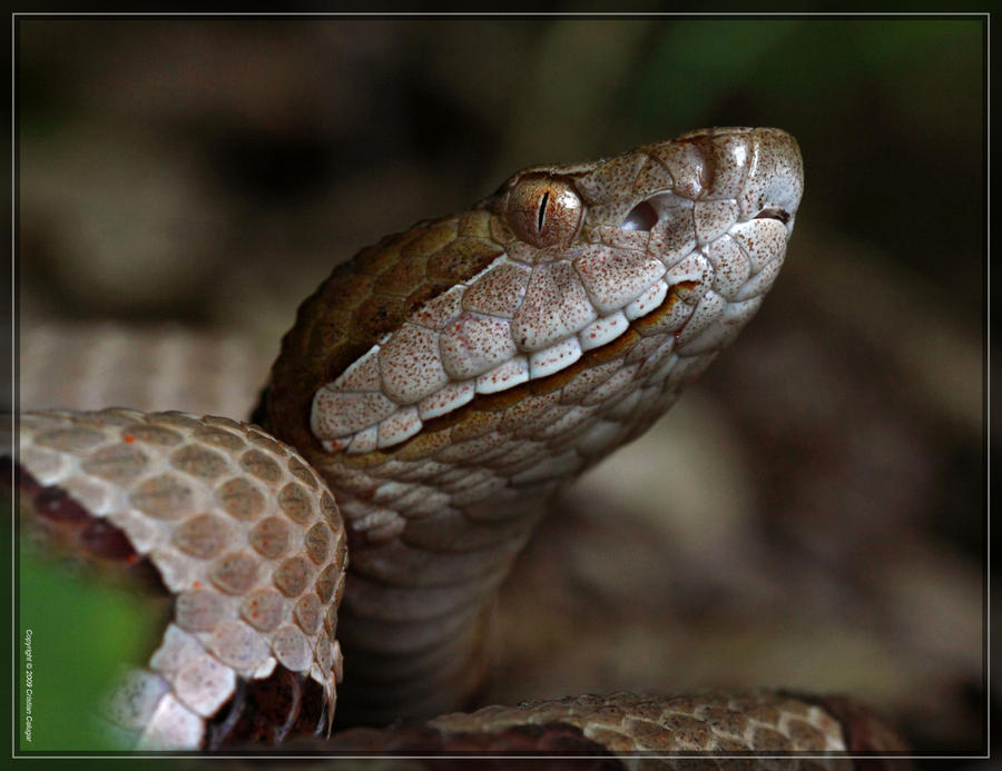 Copperhead 50D0003907