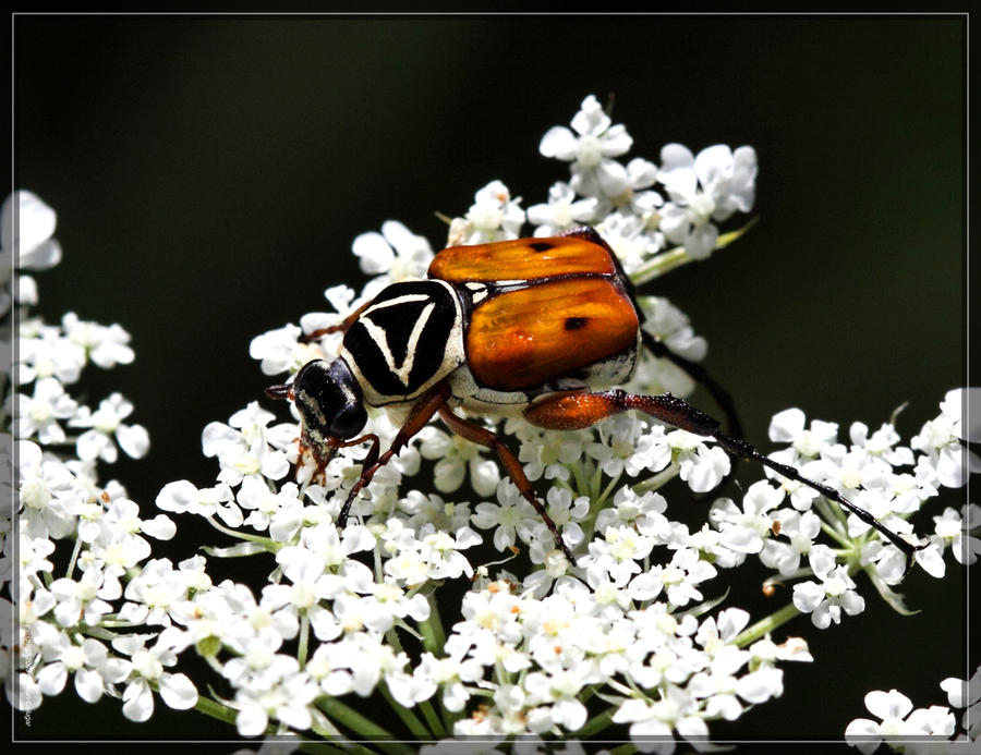 Delta Flower Beetle 50D0004225