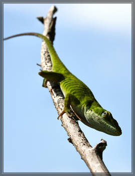 Green Anole 40D0041521