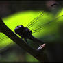 Dragonfly_40D0041492