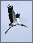 Wood Stork 40D0042348 by Cristian-M