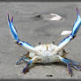 Blue Crab 40D0044422