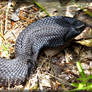 Hognose Snake 50D0004276