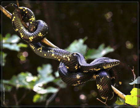 Eastern Kingsnake 50D0004068