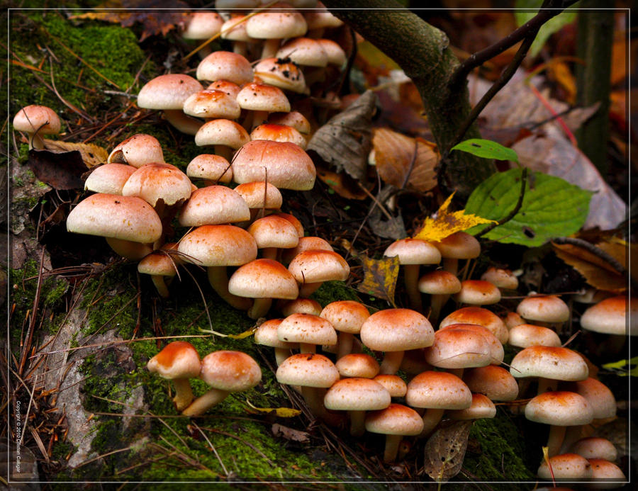 Pholiota Mushrooms 40D0028193