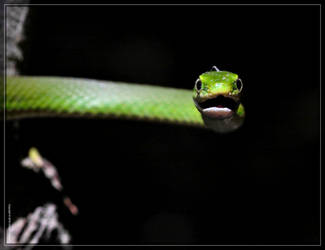 Rough Green Snake 50D0000167