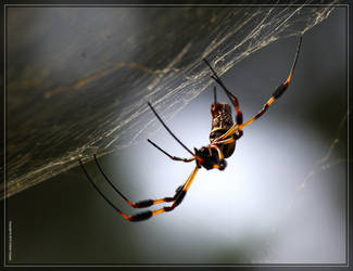 Golden Silk Spider 40D0043538