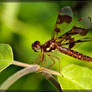 Eastern Amberwing 50D0000549