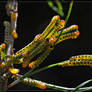 Pine Sawfly larvae 50D0001058