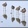 Willets 40D0043450