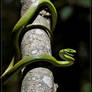 Rough Green Snake 50D0000187