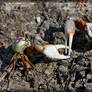 Sand Fiddler Crabs 40D0042644