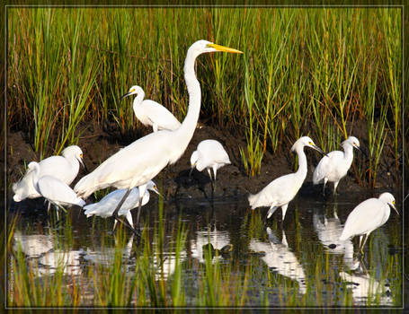 Egrets 40D0042395