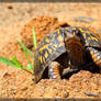 Eastern Box Turtle 50D0001341