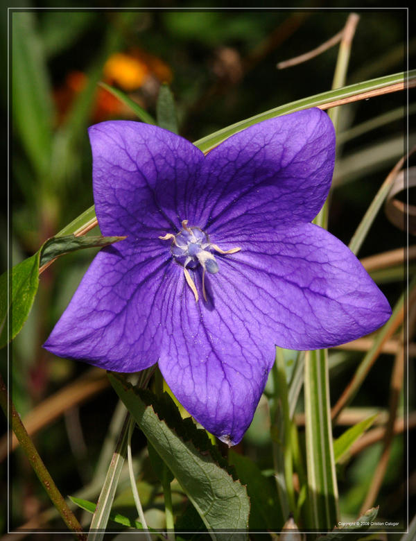 Chinese Bellflower 20D0038639