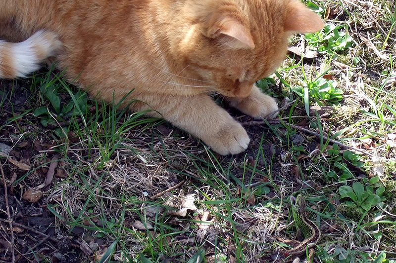 cat vs. lizard