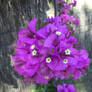 Purple Bougainvillea