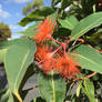 Orange Flowering Gum (Corymbia ficifolia)