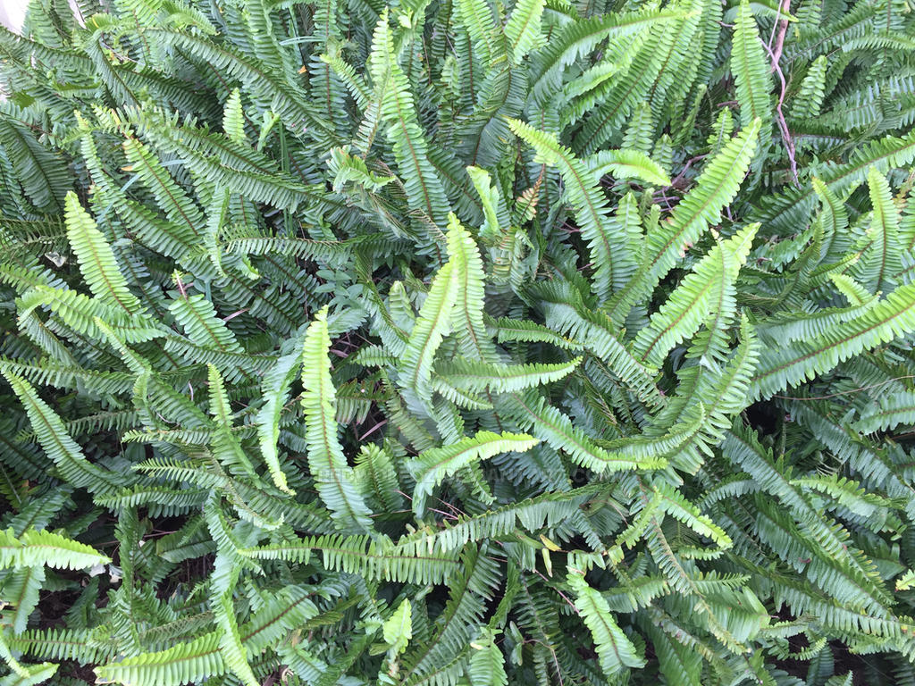 Fishbone Fern (Nephrolepis cordifolia) by redwolfoz on DeviantArt
