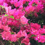 Pink Bougainvillea