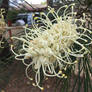 White Grevillea